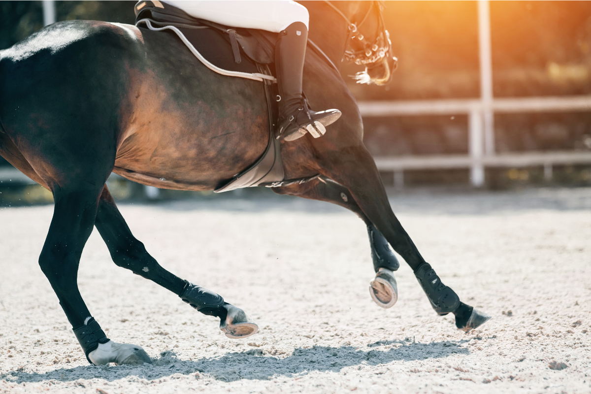 Dobra pasza dla koni sportowych — co powinno ją cechować?